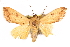  (Anua discriminans - CCDB-29455-E07)  @11 [ ] CreativeCommons - Attribution (2017) CBG Photography Group Centre for Biodiversity Genomics