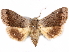  (Anua - CCDB-29455-E08)  @14 [ ] CreativeCommons - Attribution (2017) CBG Photography Group Centre for Biodiversity Genomics
