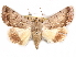  ( - CCDB-29455-E09)  @11 [ ] CreativeCommons - Attribution (2017) CBG Photography Group Centre for Biodiversity Genomics