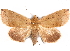  (Anua nocturnia - CCDB-29455-E12)  @11 [ ] CreativeCommons - Attribution (2017) CBG Photography Group Centre for Biodiversity Genomics