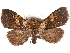  (Leiorhynx - CCDB-29455-F02)  @14 [ ] CreativeCommons - Attribution (2017) CBG Photography Group Centre for Biodiversity Genomics