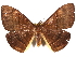  (Lygniodes hypoleuca - CCDB-29455-F03)  @14 [ ] CreativeCommons - Attribution (2017) CBG Photography Group Centre for Biodiversity Genomics