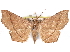  (Libystica simplex - CCDB-29455-F04)  @11 [ ] CreativeCommons - Attribution (2017) CBG Photography Group Centre for Biodiversity Genomics