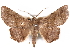  (Libystica crenata - CCDB-29455-F06)  @13 [ ] CreativeCommons - Attribution (2017) CBG Photography Group Centre for Biodiversity Genomics