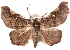  (Libystica - CCDB-29455-F07)  @15 [ ] CreativeCommons - Attribution (2017) CBG Photography Group Centre for Biodiversity Genomics