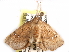  ( - CCDB-29455-F12)  @11 [ ] CreativeCommons - Attribution (2017) CBG Photography Group Centre for Biodiversity Genomics