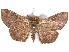  (Tatorinia - CCDB-29456-A07)  @11 [ ] CreativeCommons - Attribution (2017) CBG Photography Group Centre for Biodiversity Genomics