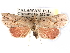  ( - CCDB-29456-B04)  @11 [ ] CreativeCommons - Attribution (2017) CBG Photography Group Centre for Biodiversity Genomics