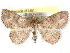  ( - CCDB-29456-B06)  @11 [ ] CreativeCommons - Attribution (2017) CBG Photography Group Centre for Biodiversity Genomics