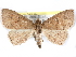  ( - CCDB-29456-B07)  @11 [ ] CreativeCommons - Attribution (2017) CBG Photography Group Centre for Biodiversity Genomics