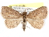  (Sarcopteron - CCDB-29456-B08)  @14 [ ] CreativeCommons - Attribution (2017) CBG Photography Group Centre for Biodiversity Genomics
