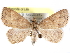  ( - CCDB-29456-B09)  @11 [ ] CreativeCommons - Attribution (2017) CBG Photography Group Centre for Biodiversity Genomics