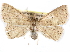  (Dunira fasciata - CCDB-29456-B10)  @11 [ ] CreativeCommons - Attribution (2017) CBG Photography Group Centre for Biodiversity Genomics