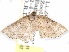  (Dunira sarconis - CCDB-29456-B11)  @11 [ ] CreativeCommons - Attribution (2017) CBG Photography Group Centre for Biodiversity Genomics