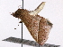  ( - CCDB-29456-B12)  @11 [ ] CreativeCommons - Attribution (2017) CBG Photography Group Centre for Biodiversity Genomics