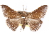  (Euippodes - CCDB-29456-C01)  @11 [ ] CreativeCommons - Attribution (2017) CBG Photography Group Centre for Biodiversity Genomics