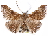 ( - CCDB-29456-C02)  @11 [ ] CreativeCommons - Attribution (2017) CBG Photography Group Centre for Biodiversity Genomics