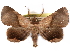  ( - CCDB-29456-C04)  @14 [ ] CreativeCommons - Attribution (2017) CBG Photography Group Centre for Biodiversity Genomics