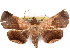 ( - CCDB-29456-C07)  @14 [ ] CreativeCommons - Attribution (2017) CBG Photography Group Centre for Biodiversity Genomics