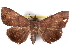  ( - CCDB-29456-C12)  @14 [ ] CreativeCommons - Attribution (2017) CBG Photography Group Centre for Biodiversity Genomics
