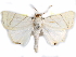  (Leoniloma - CCDB-29456-E02)  @14 [ ] CreativeCommons - Attribution (2017) CBG Photography Group Centre for Biodiversity Genomics