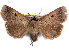  ( - CCDB-29456-E05)  @11 [ ] CreativeCommons - Attribution (2017) CBG Photography Group Centre for Biodiversity Genomics