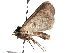  ( - CCDB-29456-E08)  @13 [ ] CreativeCommons - Attribution (2017) CBG Photography Group Centre for Biodiversity Genomics
