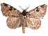  (Marcipalina conjuncta - CCDB-29456-E12)  @11 [ ] CreativeCommons - Attribution (2017) CBG Photography Group Centre for Biodiversity Genomics