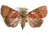  ( - CCDB-29456-F04)  @14 [ ] CreativeCommons - Attribution (2017) CBG Photography Group Centre for Biodiversity Genomics