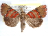  (Nolasena - CCDB-29456-F05)  @15 [ ] CreativeCommons - Attribution (2017) CBG Photography Group Centre for Biodiversity Genomics