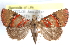  ( - CCDB-29456-F06)  @14 [ ] CreativeCommons - Attribution (2017) CBG Photography Group Centre for Biodiversity Genomics