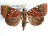  ( - CCDB-29456-F07)  @14 [ ] CreativeCommons - Attribution (2017) CBG Photography Group Centre for Biodiversity Genomics