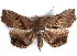  (Trichopalpina - CCDB-29456-F09)  @11 [ ] CreativeCommons - Attribution (2017) CBG Photography Group Centre for Biodiversity Genomics