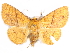  (Xanthodesma - CCDB-29456-F10)  @13 [ ] CreativeCommons - Attribution (2017) CBG Photography Group Centre for Biodiversity Genomics
