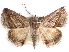  (Gnamptogyia - CCDB-29456-F12)  @11 [ ] CreativeCommons - Attribution (2017) CBG Photography Group Centre for Biodiversity Genomics