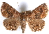  ( - CCDB-29456-G01)  @14 [ ] CreativeCommons - Attribution (2017) CBG Photography Group Centre for Biodiversity Genomics