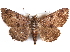  ( - CCDB-29456-G05)  @14 [ ] CreativeCommons - Attribution (2017) CBG Photography Group Centre for Biodiversity Genomics