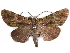  ( - CCDB-29456-G07)  @15 [ ] CreativeCommons - Attribution (2017) CBG Photography Group Centre for Biodiversity Genomics
