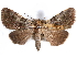  (Eudrapa - CCDB-29456-G08)  @15 [ ] CreativeCommons - Attribution (2017) CBG Photography Group Centre for Biodiversity Genomics