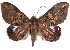 ( - CCDB-29456-G12)  @14 [ ] CreativeCommons - Attribution (2017) CBG Photography Group Centre for Biodiversity Genomics