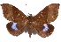  ( - CCDB-29456-H01)  @15 [ ] CreativeCommons - Attribution (2017) CBG Photography Group Centre for Biodiversity Genomics
