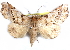  (Pseudogiria - CCDB-29456-H05)  @15 [ ] CreativeCommons - Attribution (2017) CBG Photography Group Centre for Biodiversity Genomics
