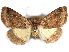  ( - CCDB-29456-H10)  @11 [ ] CreativeCommons - Attribution (2017) CBG Photography Group Centre for Biodiversity Genomics