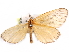  ( - CCDB-29457-B05)  @13 [ ] CreativeCommons - Attribution (2017) CBG Photography Group Centre for Biodiversity Genomics