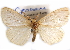  ( - CCDB-29457-C01)  @11 [ ] CreativeCommons - Attribution (2017) CBG Photography Group Centre for Biodiversity Genomics