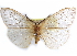  ( - CCDB-29457-C10)  @11 [ ] CreativeCommons - Attribution (2017) CBG Photography Group Centre for Biodiversity Genomics