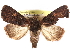  (Feliniopsis opposita - CCDB-29457-E05)  @13 [ ] CreativeCommons - Attribution (2017) CBG Photography Group Centre for Biodiversity Genomics