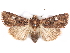  (Feliniopsis consummata - CCDB-29457-E09)  @14 [ ] CreativeCommons - Attribution (2017) CBG Photography Group Centre for Biodiversity Genomics