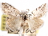  ( - CCDB-29457-G08)  @11 [ ] CreativeCommons - Attribution (2017) CBG Photography Group Centre for Biodiversity Genomics