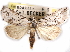  ( - CCDB-29457-G09)  @11 [ ] CreativeCommons - Attribution (2017) CBG Photography Group Centre for Biodiversity Genomics